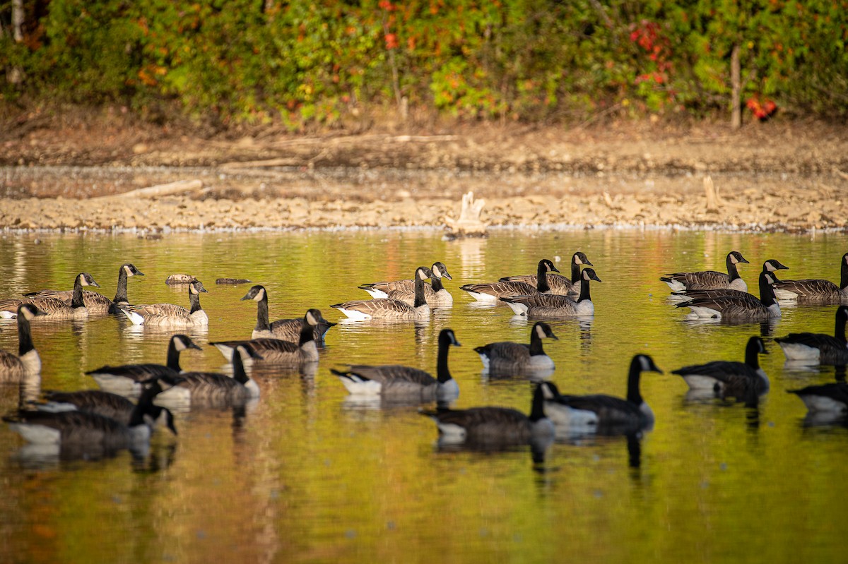 Canada Goose - ML624540711