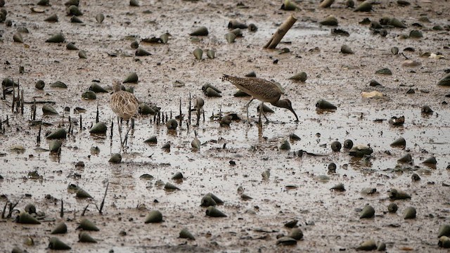 Courlis corlieu (groupe phaeopus) - ML624540712