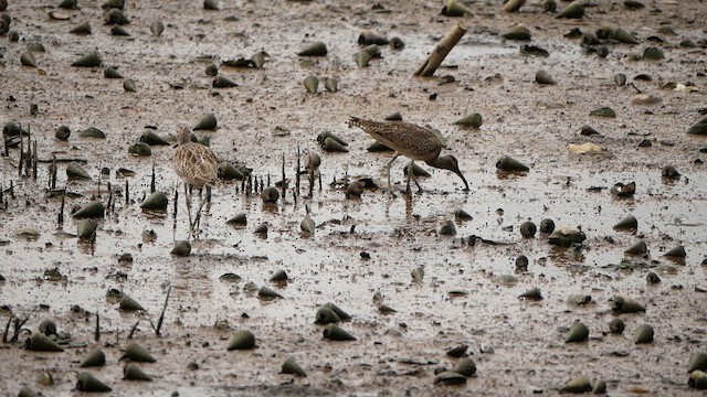 Whimbrel - ML624540712