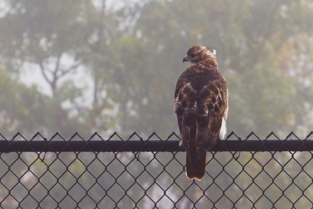 Red-tailed Hawk - ML624540714