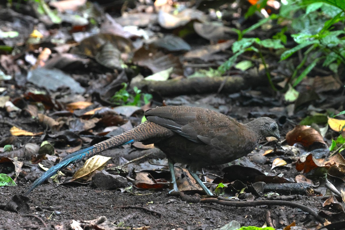 Bronze-tailed Peacock-Pheasant - ML624540715