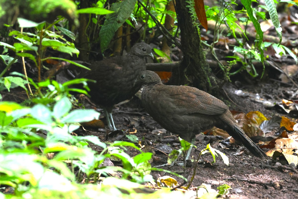 Bronze-tailed Peacock-Pheasant - ML624540716