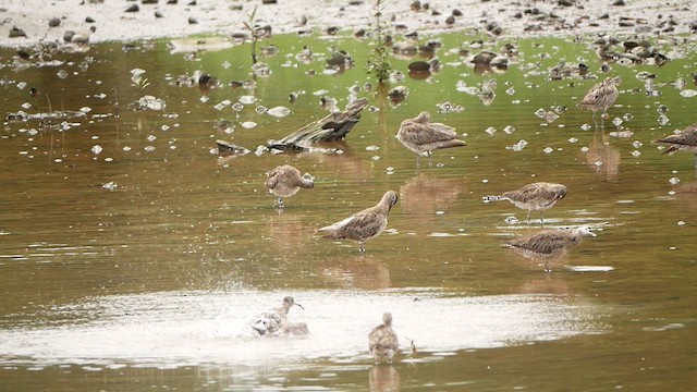 Courlis corlieu (groupe phaeopus) - ML624540717