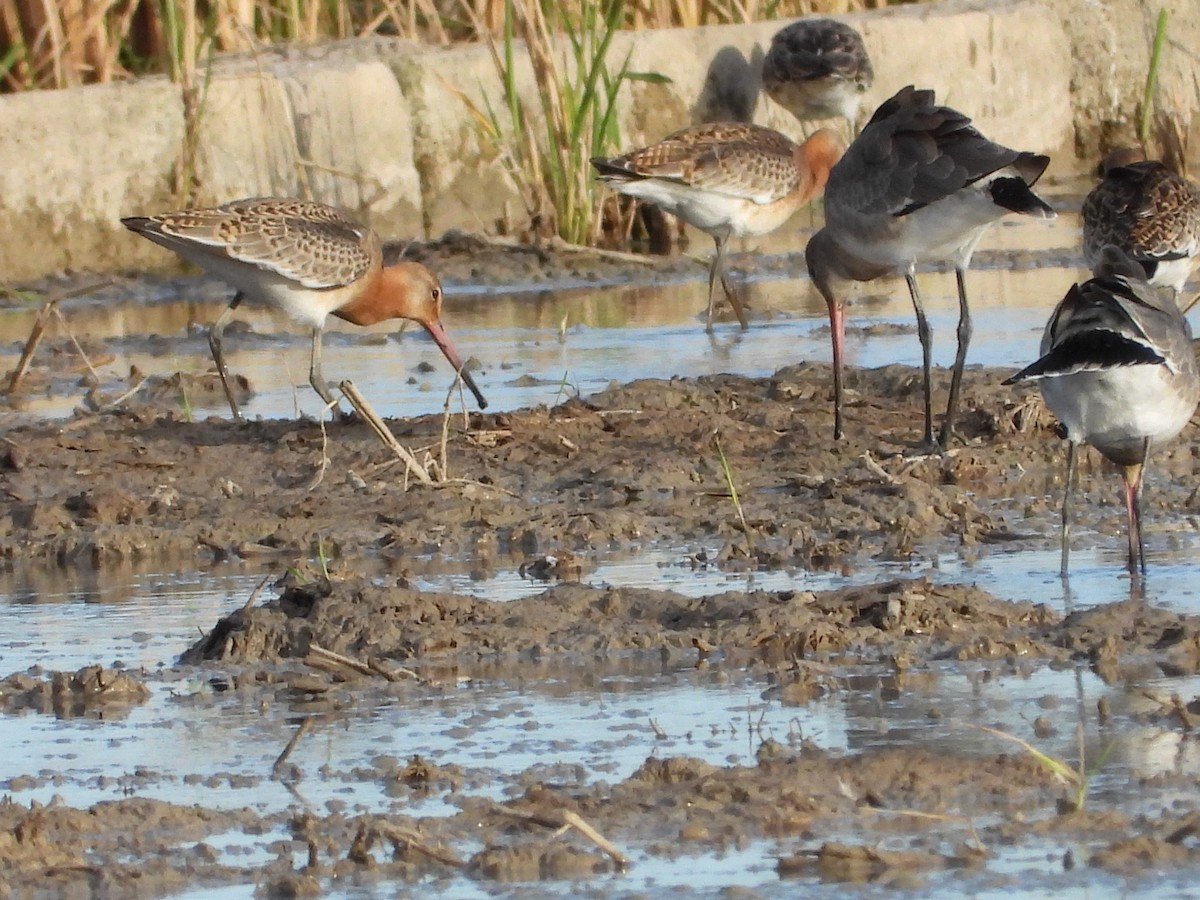 Black-tailed Godwit (islandica) - ML624540718