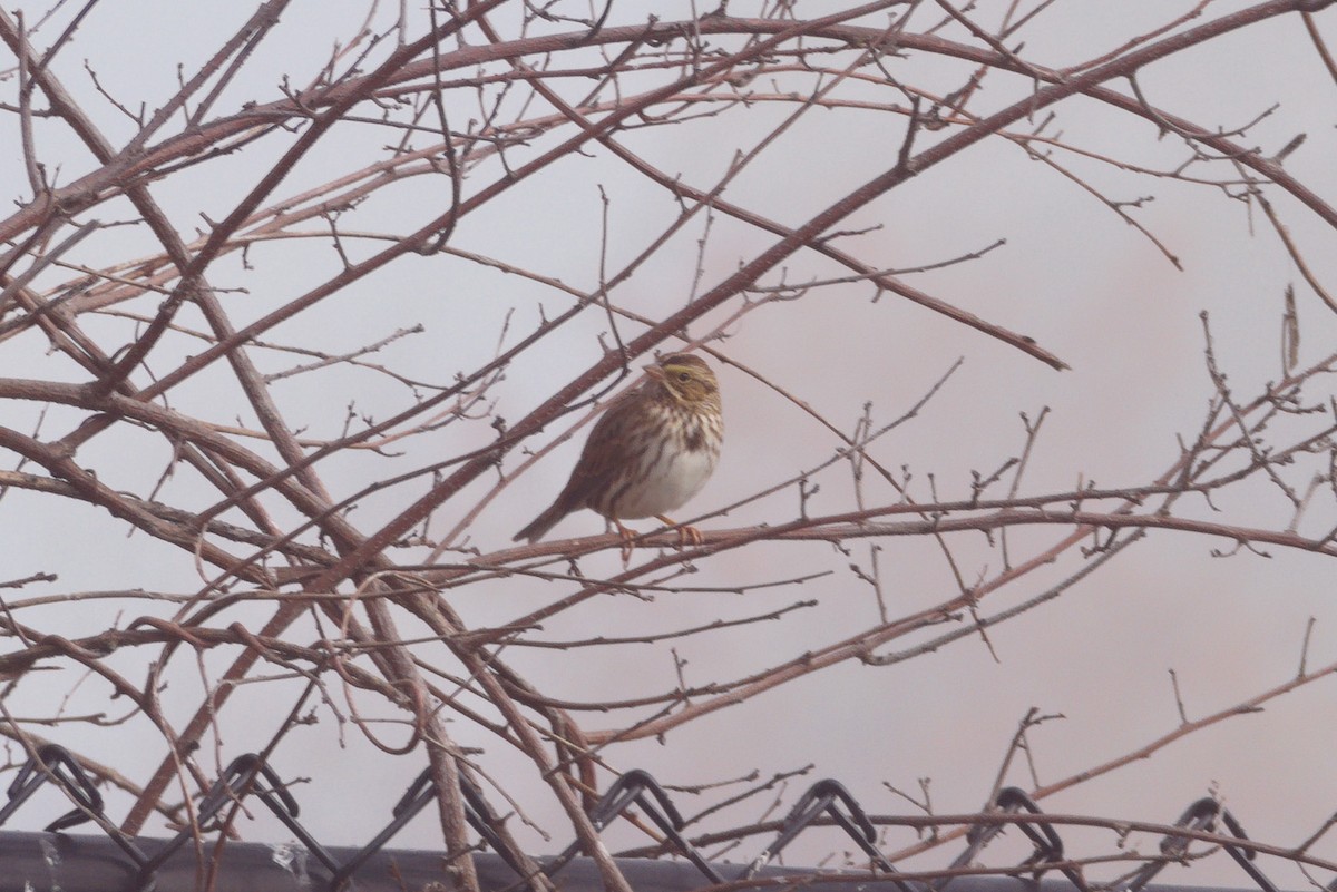 Savannah Sparrow - ML624540719