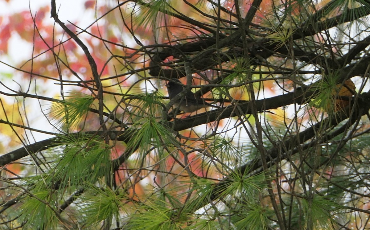 Dark-eyed Junco - Scott Harris