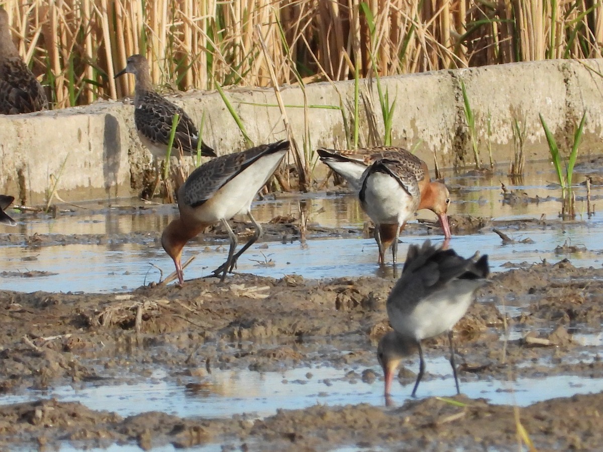 Black-tailed Godwit (islandica) - ML624540721