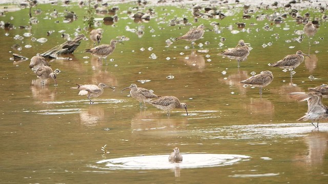 Courlis corlieu (groupe phaeopus) - ML624540722
