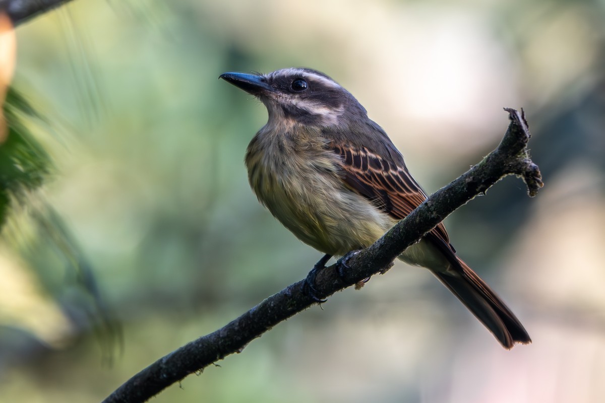 Golden-bellied Flycatcher - ML624540723