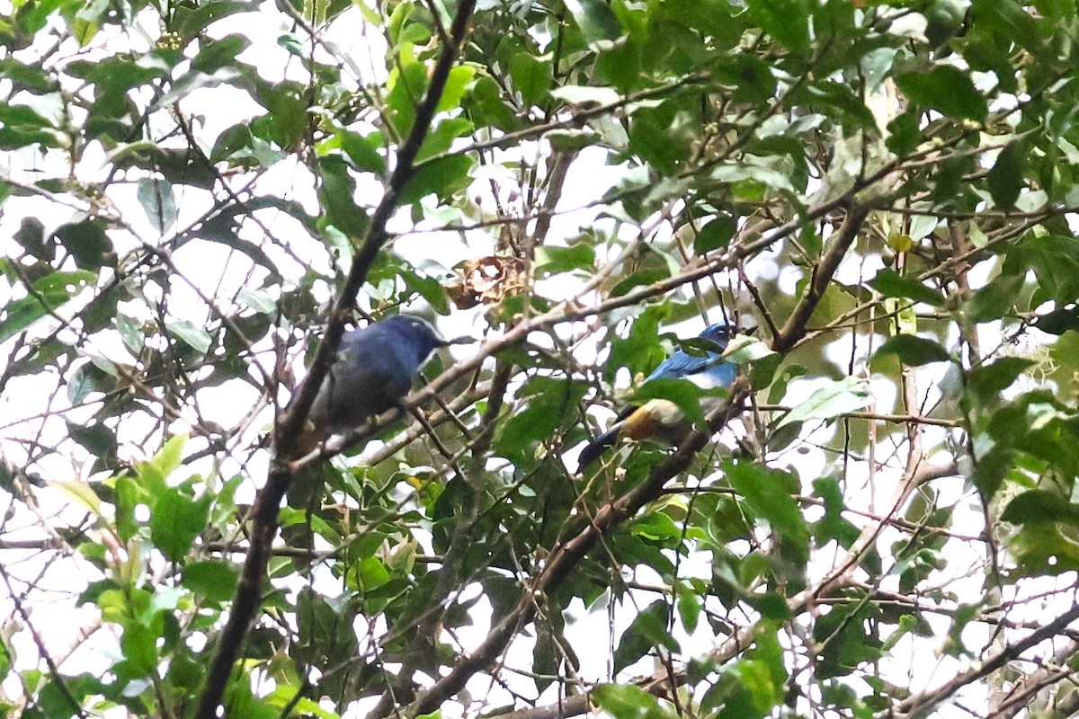 Indigo Flycatcher (Rufous-vented) - 志民 蘇