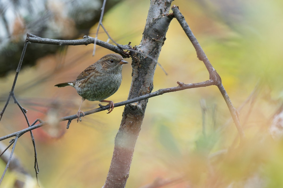 Dunnock - ML624540727