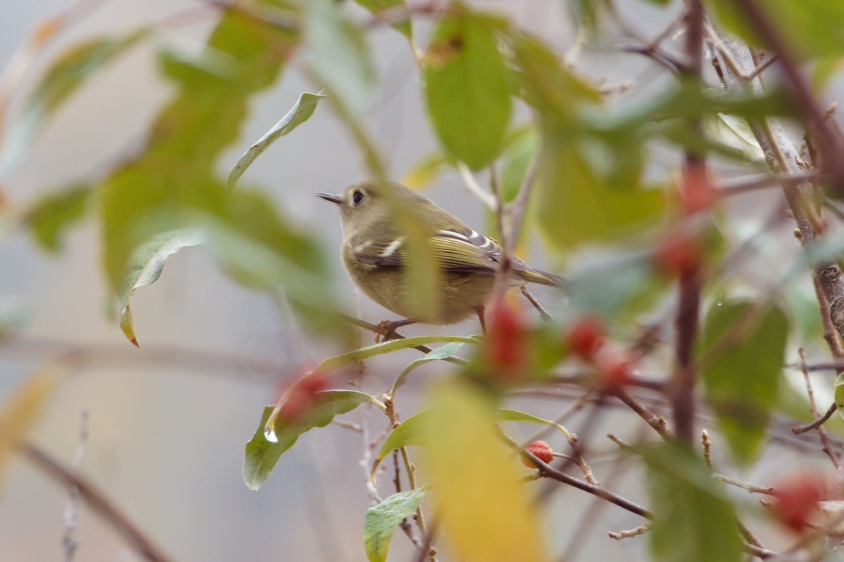 Ruby-crowned Kinglet - Scott Harris