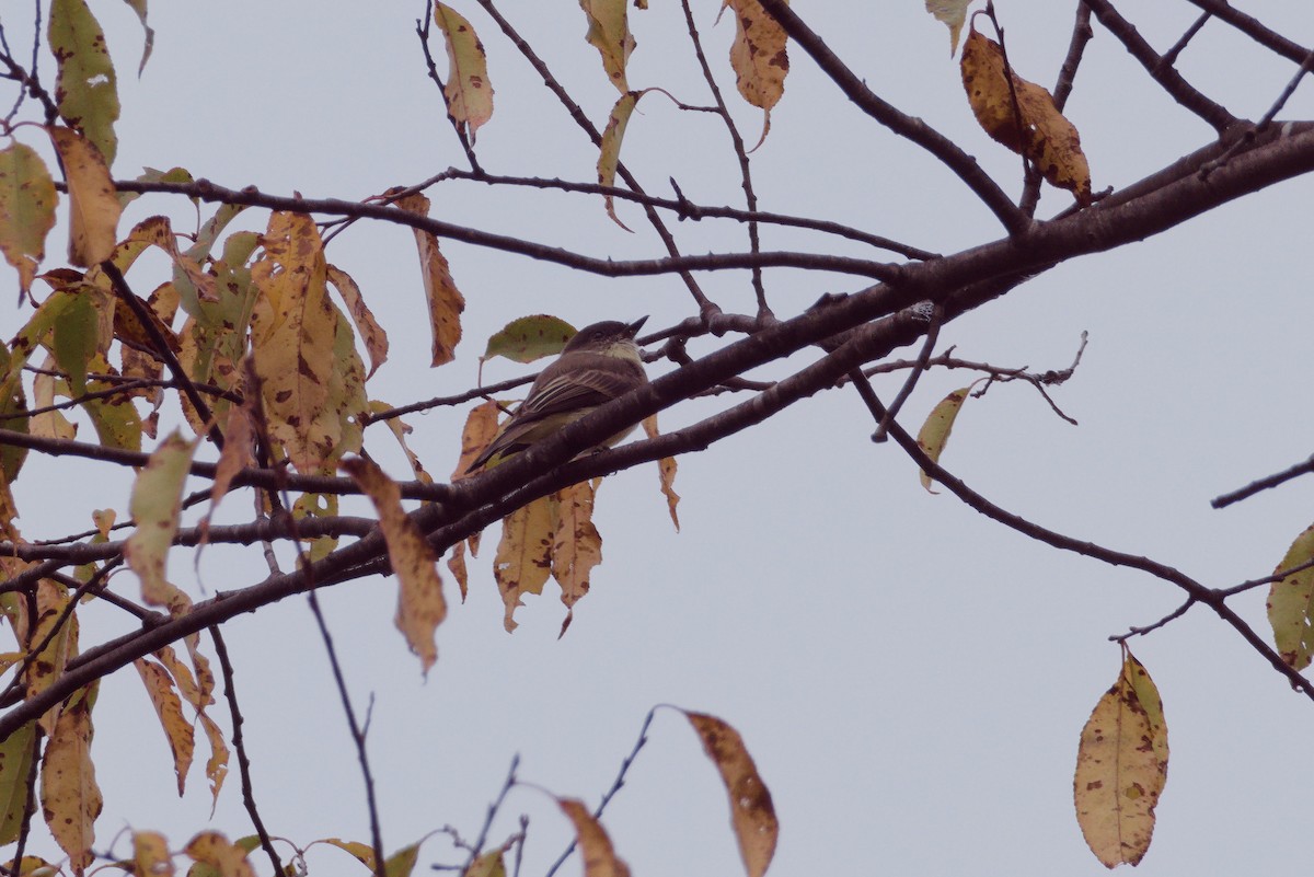 Eastern Phoebe - ML624540751