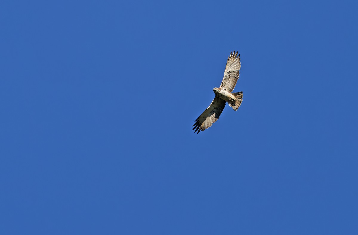 Pygmy Eagle - ML624540773