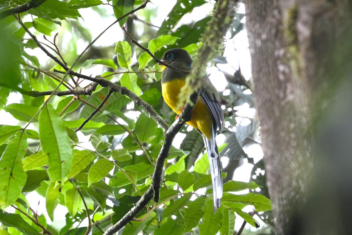 trogon sumaterský - ML624540774