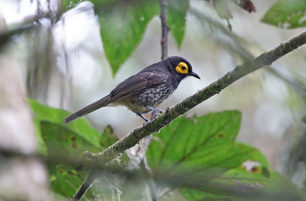 Arfak Honeyeater - ML624540783