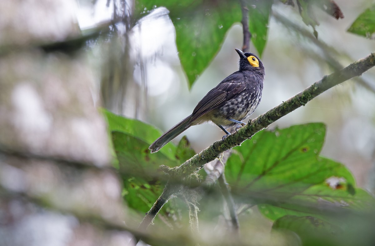 Arfak Honeyeater - ML624540784