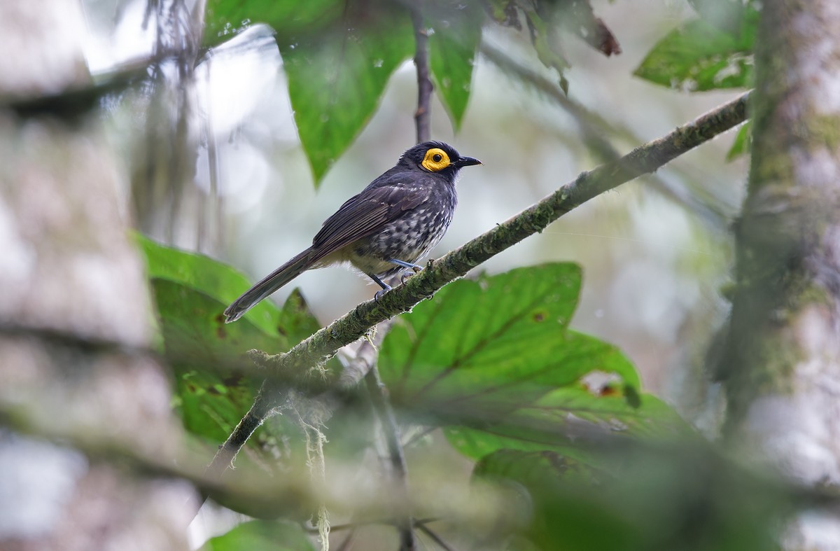 Arfak Honeyeater - ML624540786