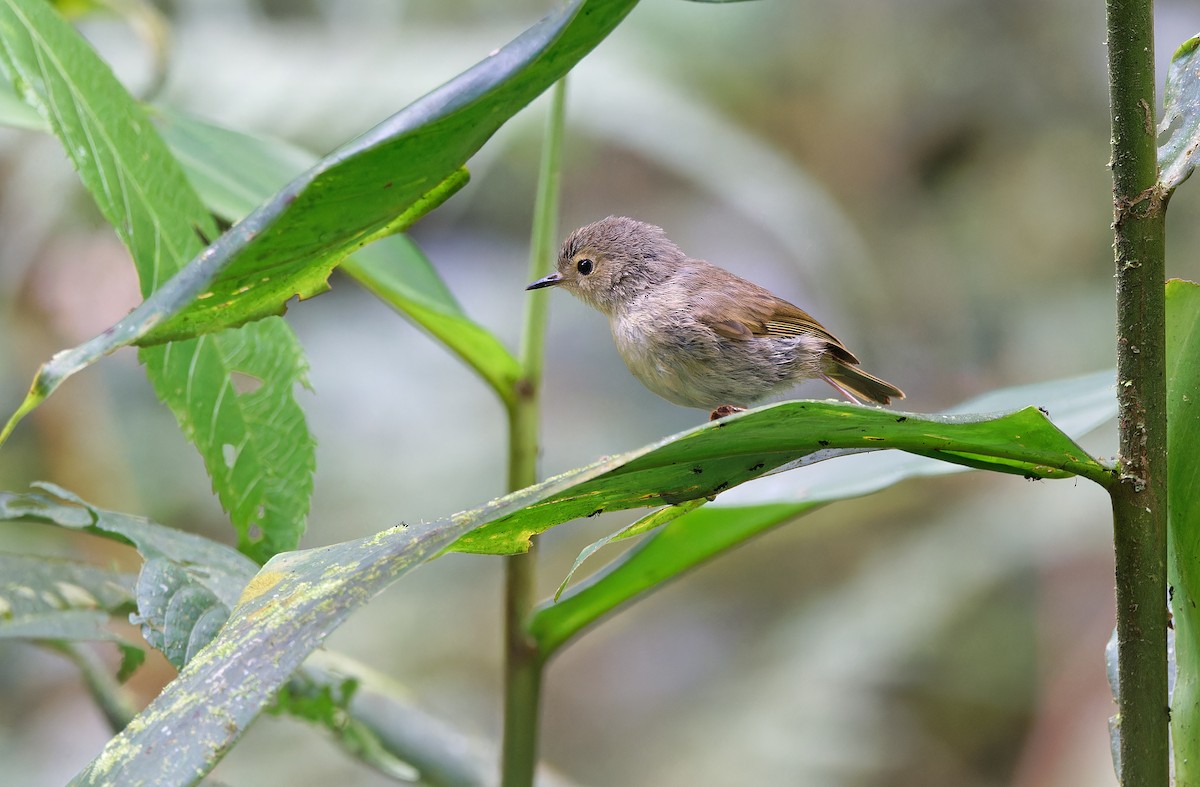 Vogelkop Scrubwren - Robert Hutchinson / Birdtour Asia