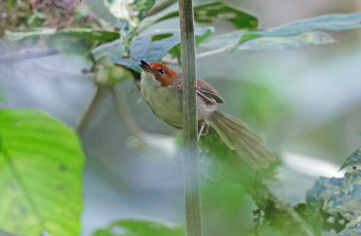 Orange-crowned Fairywren - ML624540816