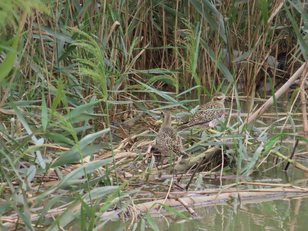 Pacific Golden-Plover - ML624540845