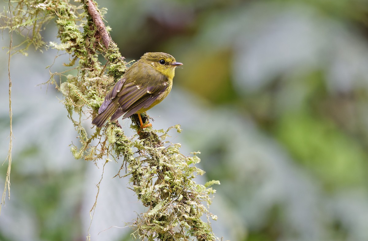 Canary Flyrobin - ML624540846