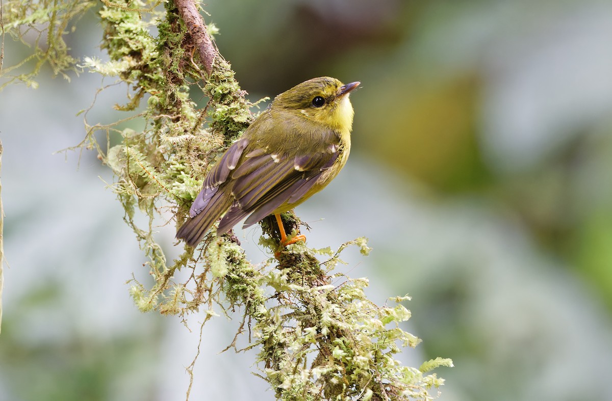 Canary Flyrobin - ML624540847