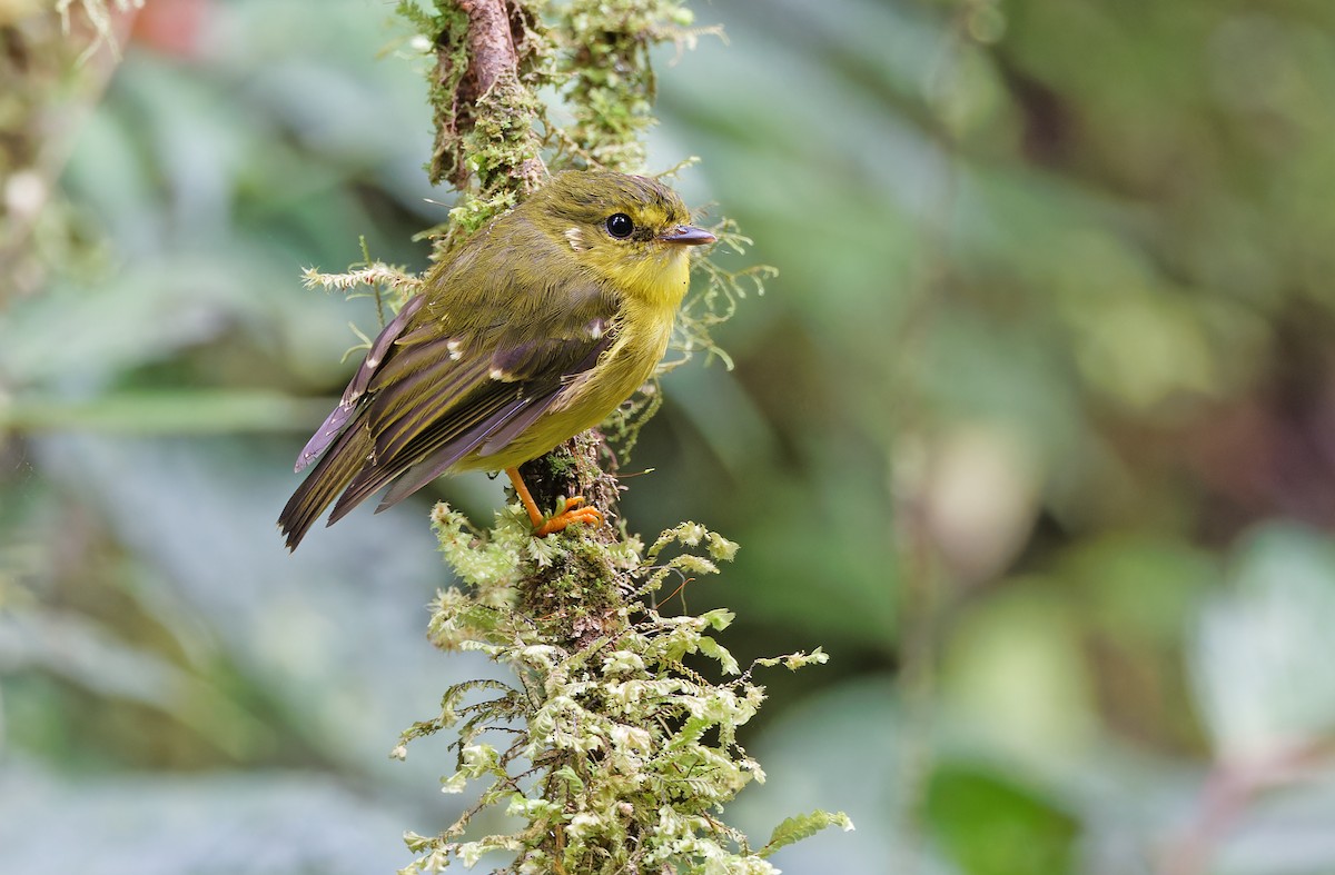 Canary Flyrobin - ML624540848