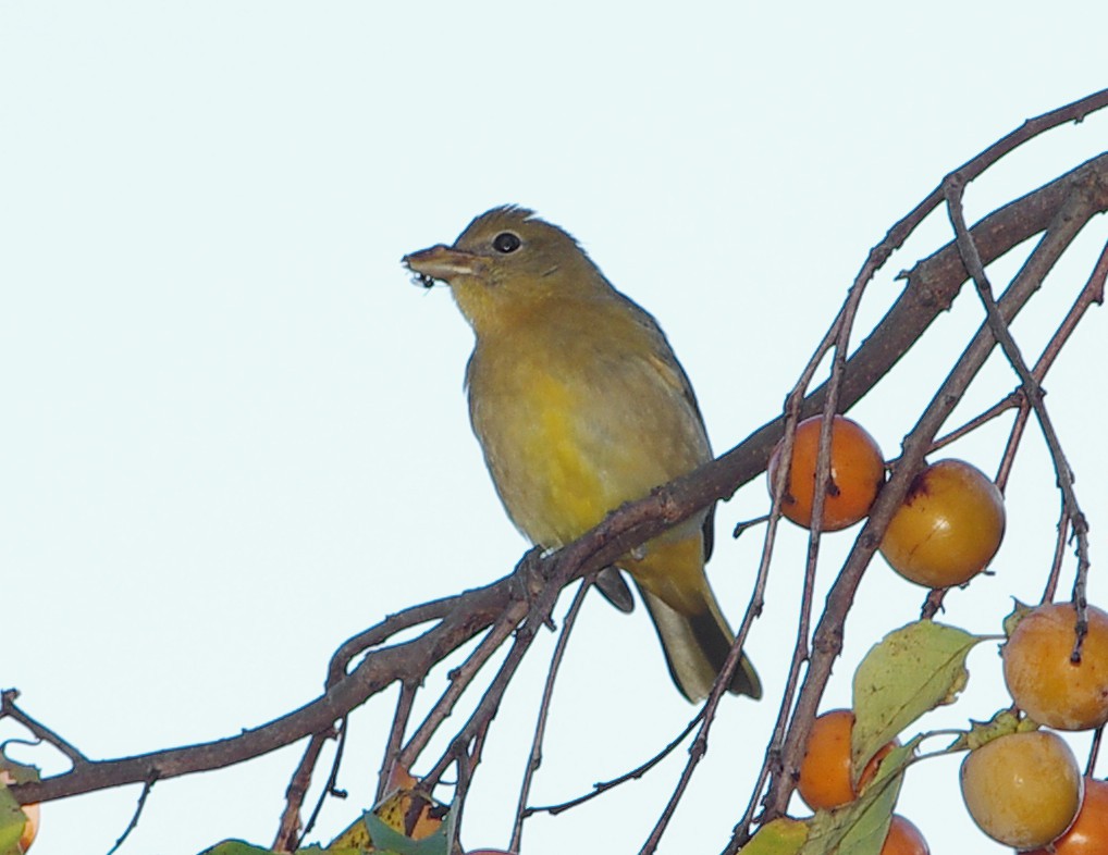 Philadelphia Vireo - Mary Caldwell