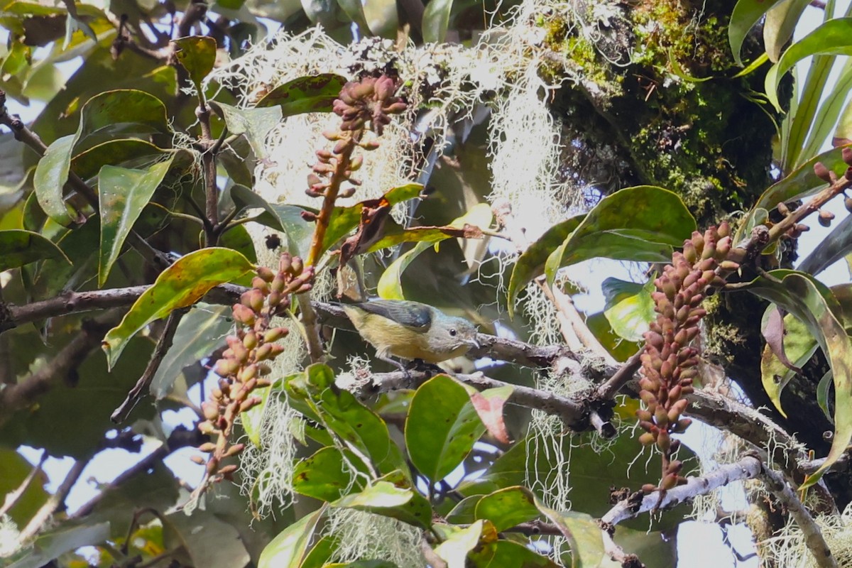 Sumatran Flowerpecker - ML624540944