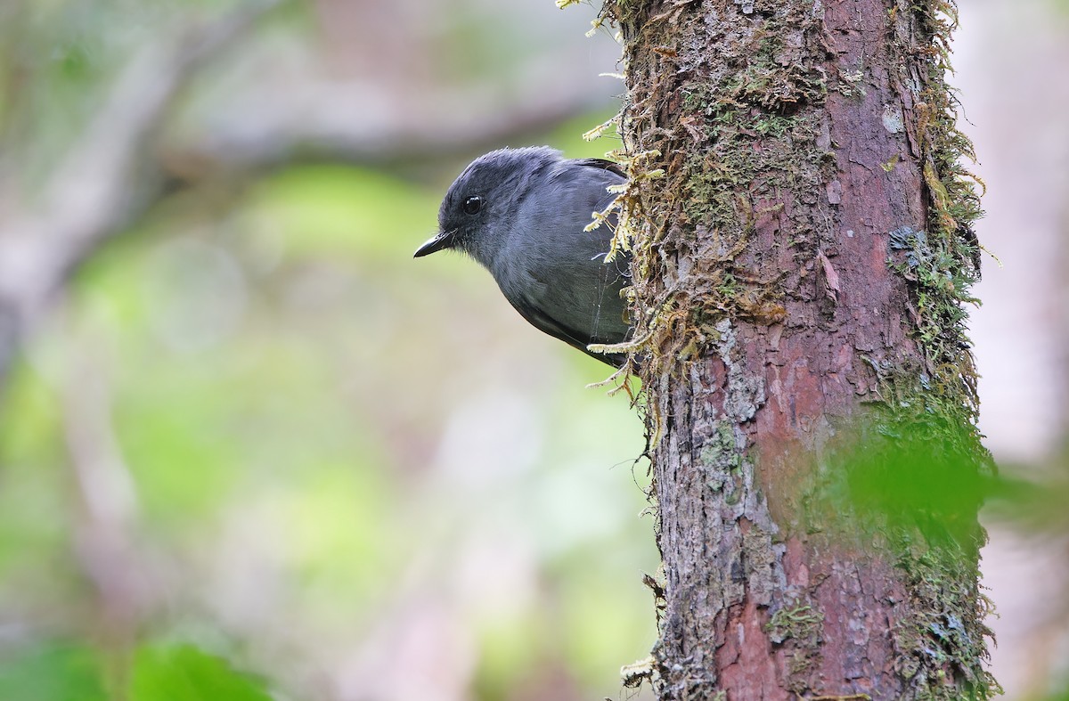 Smoky Robin - ML624540974