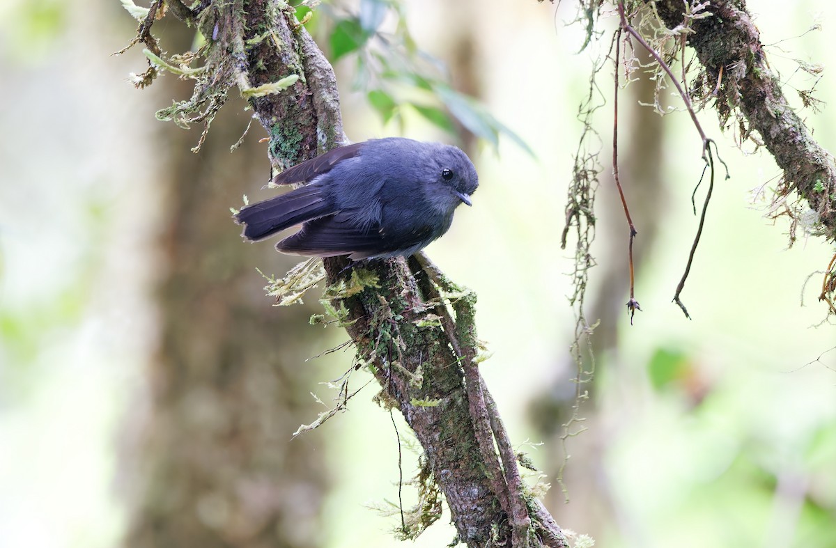 Smoky Robin - ML624540975