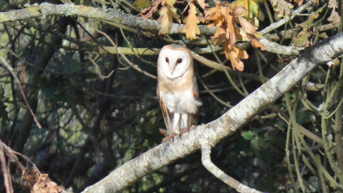 Barn Owl - ML624540976