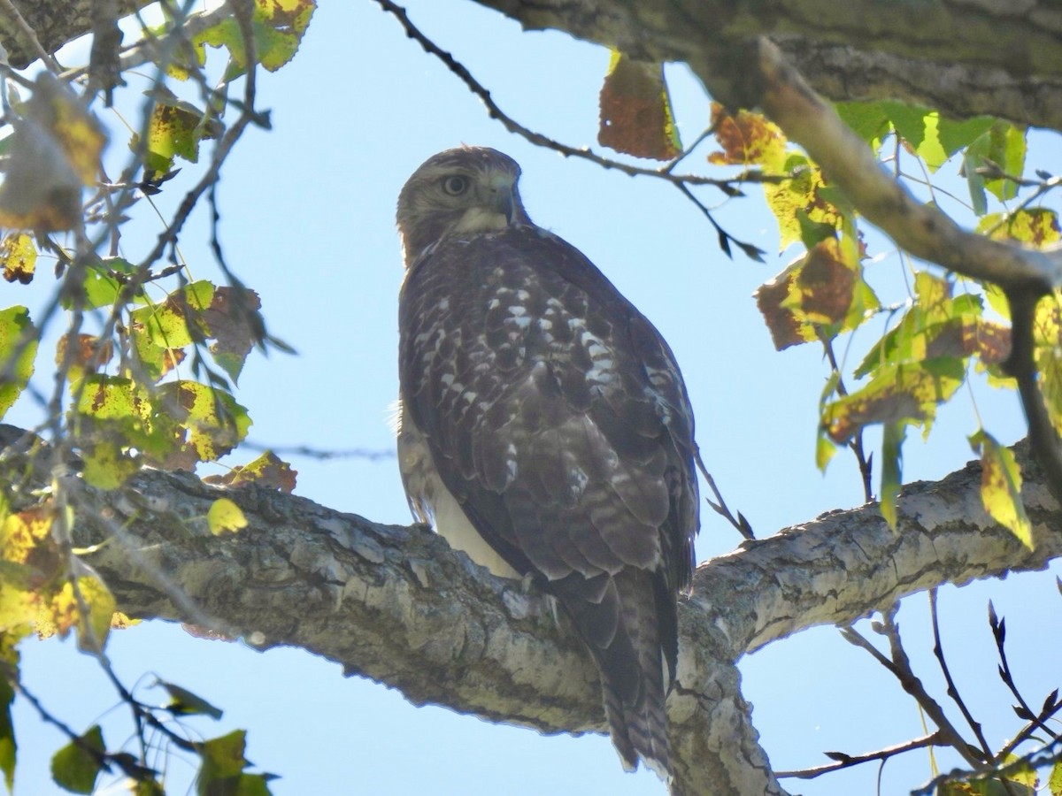 Red-tailed Hawk - ML624540982