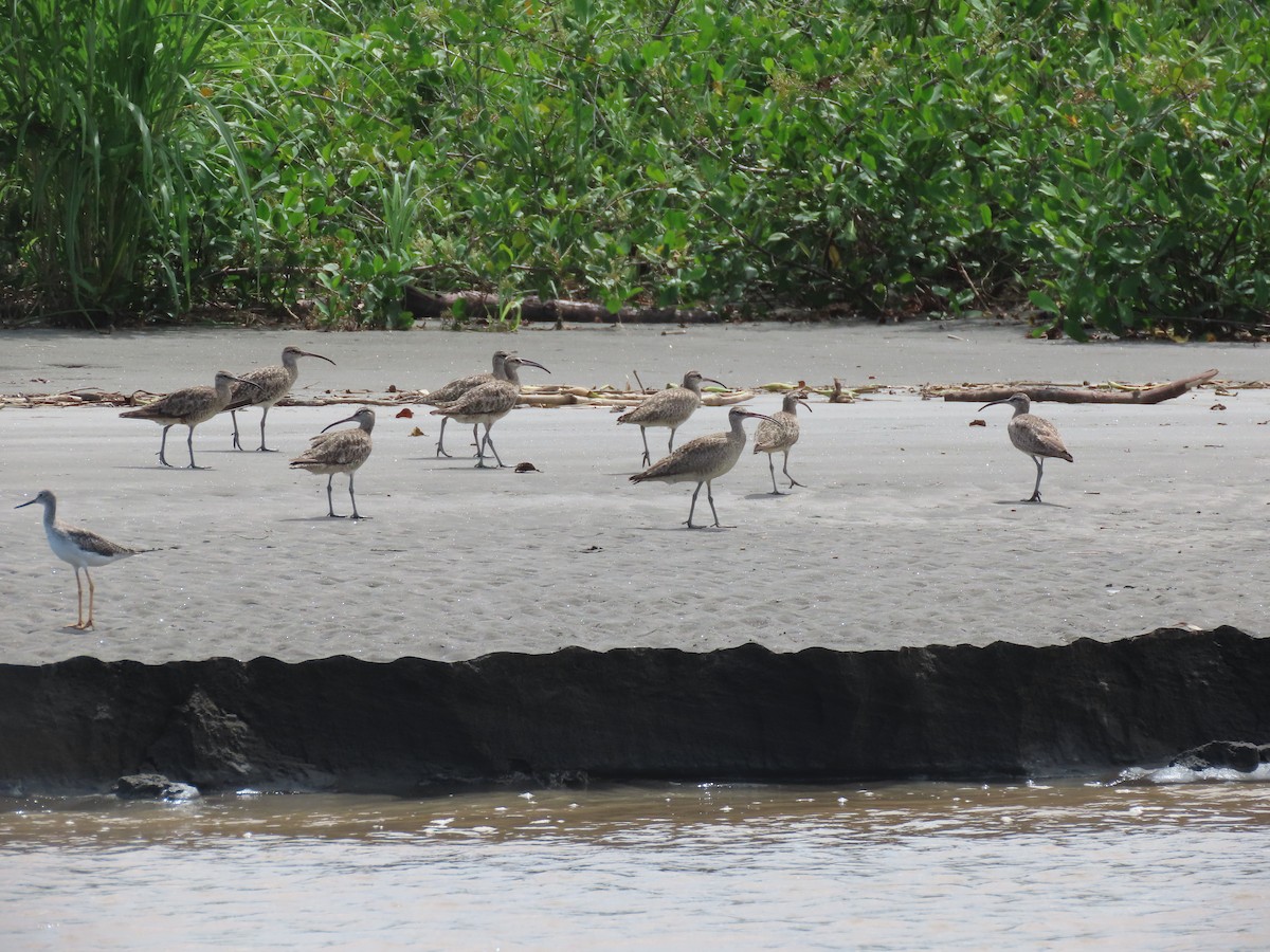 Hudsonian Whimbrel - ML624540989
