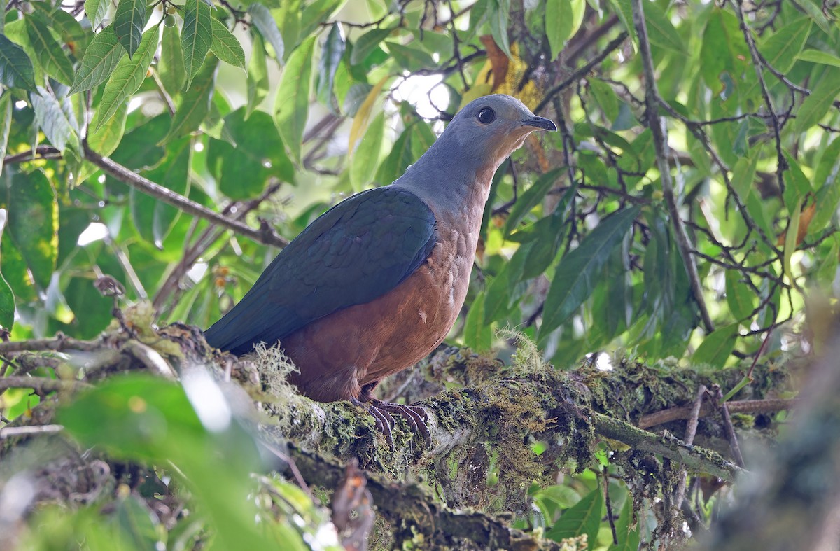 Rufescent Imperial-Pigeon - ML624541006