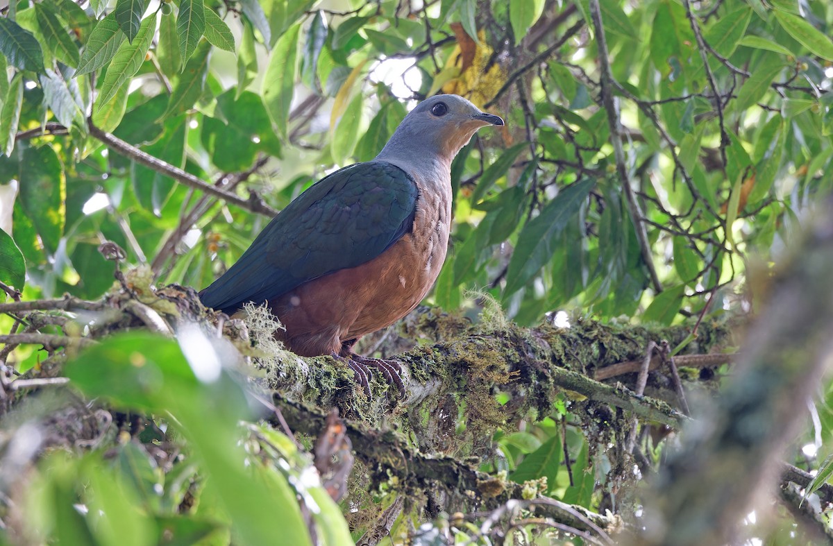 Rufescent Imperial-Pigeon - ML624541007