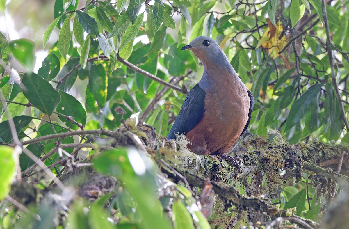 Rufescent Imperial-Pigeon - ML624541008