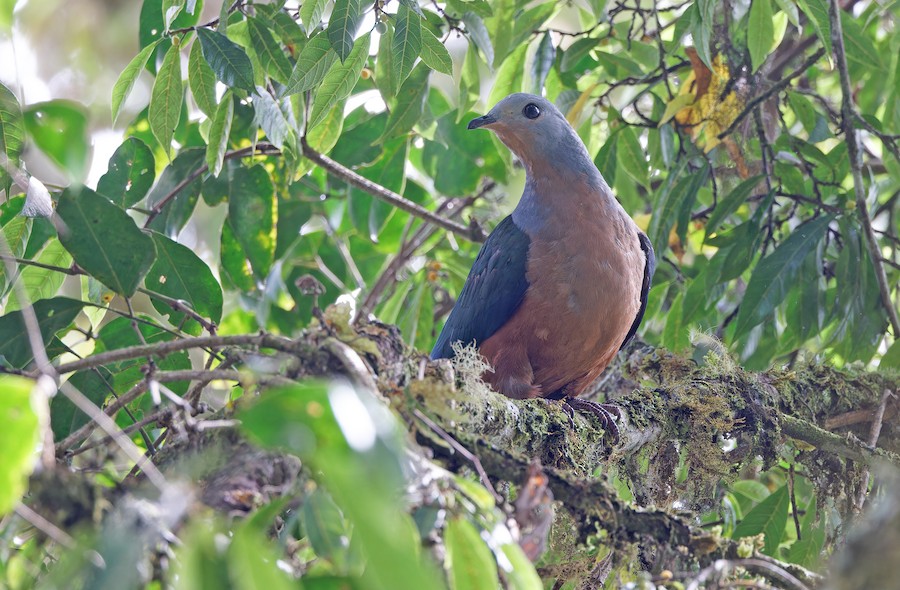 Rufescent Imperial-Pigeon - eBird