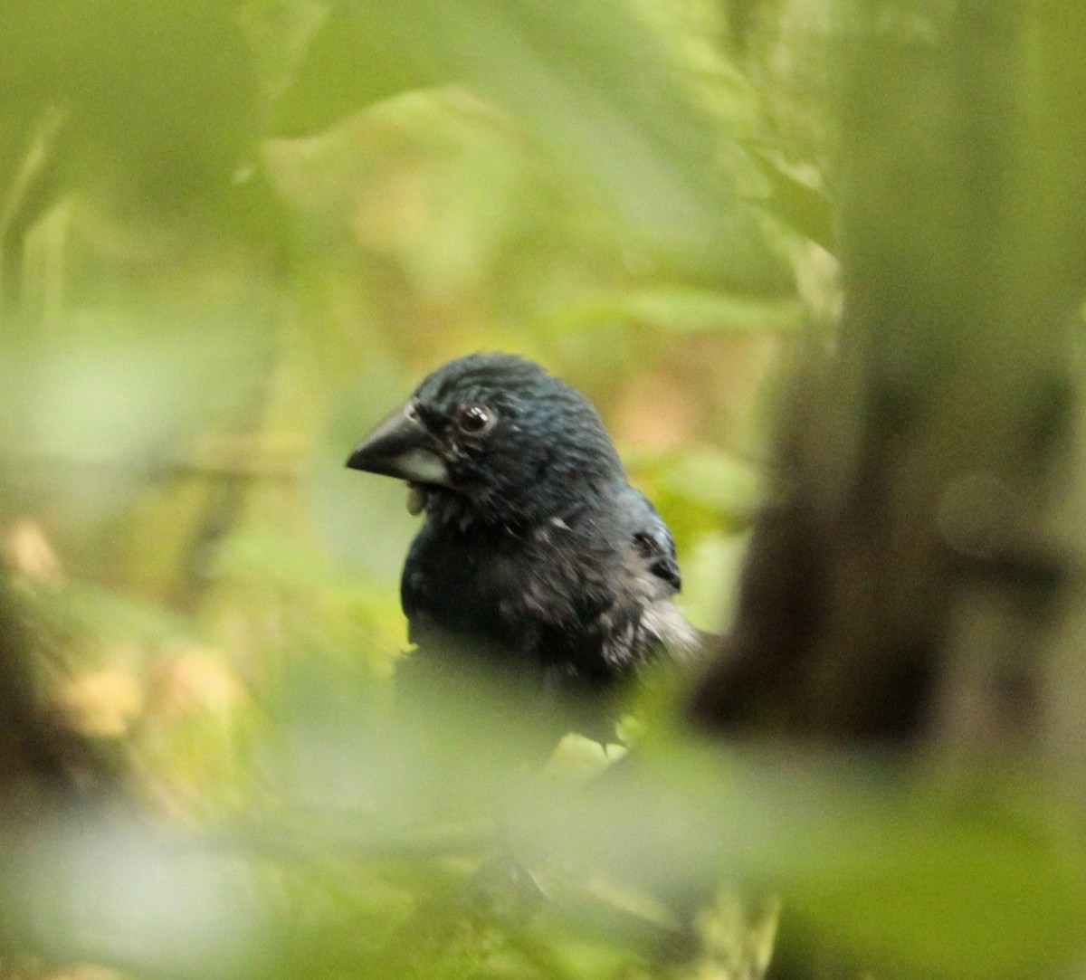 Ecuadorian Seedeater - ML624541010