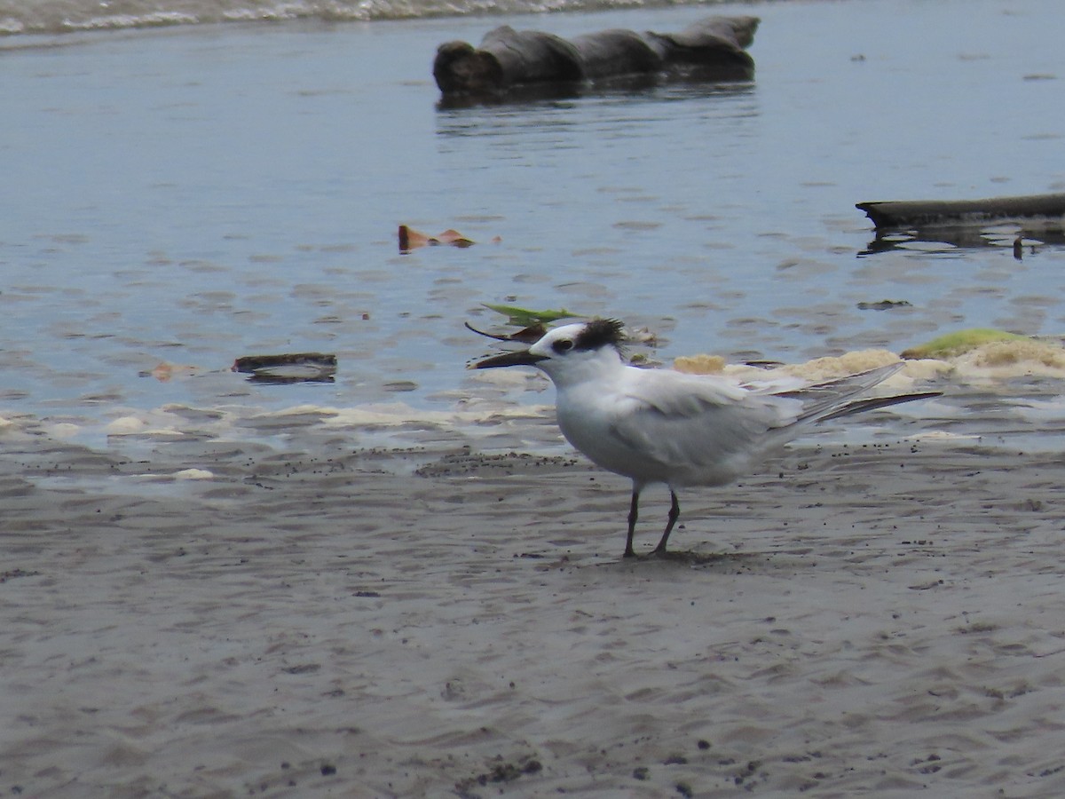 Sandwich Tern - ML624541022