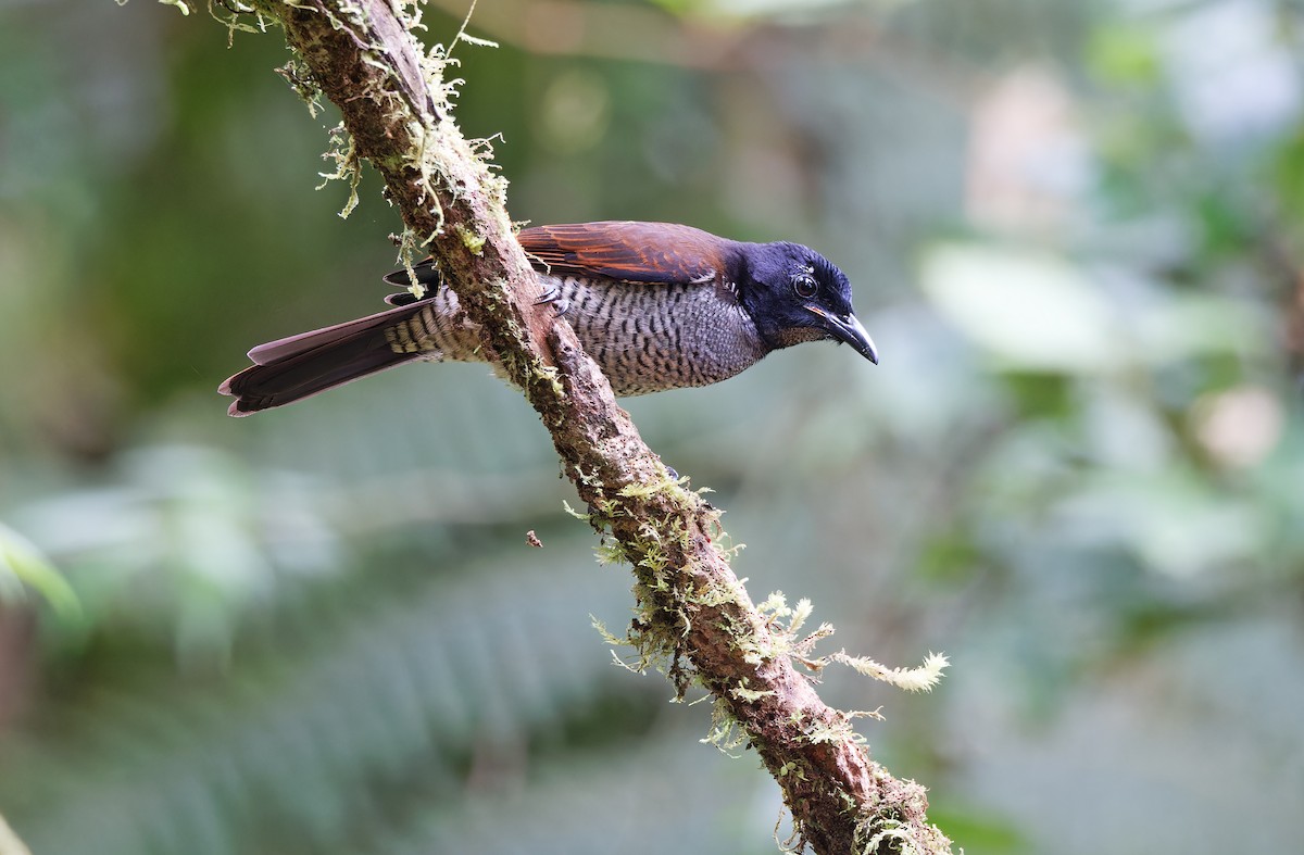 Vogelkop Lophorina - ML624541027