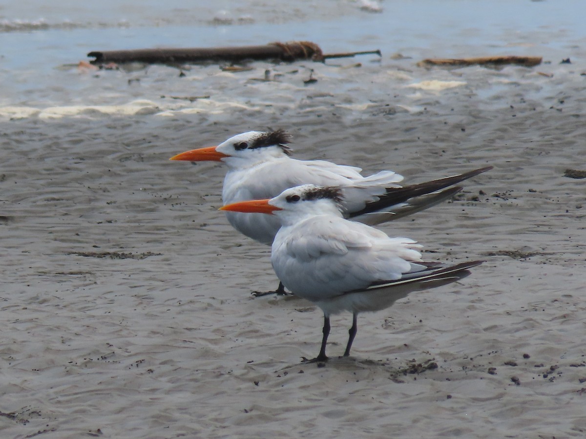 Royal Tern - ML624541037
