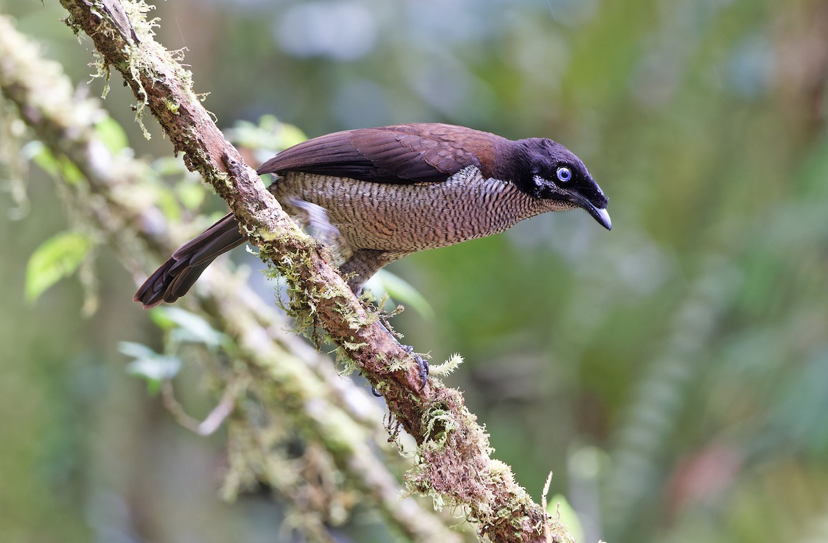 Western Parotia - ML624541042