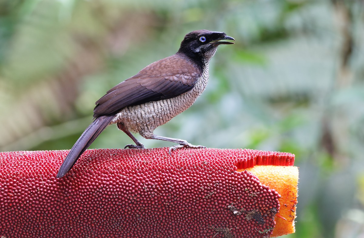 Western Parotia - ML624541043