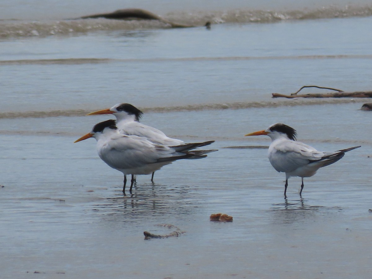 Elegant Tern - ML624541056