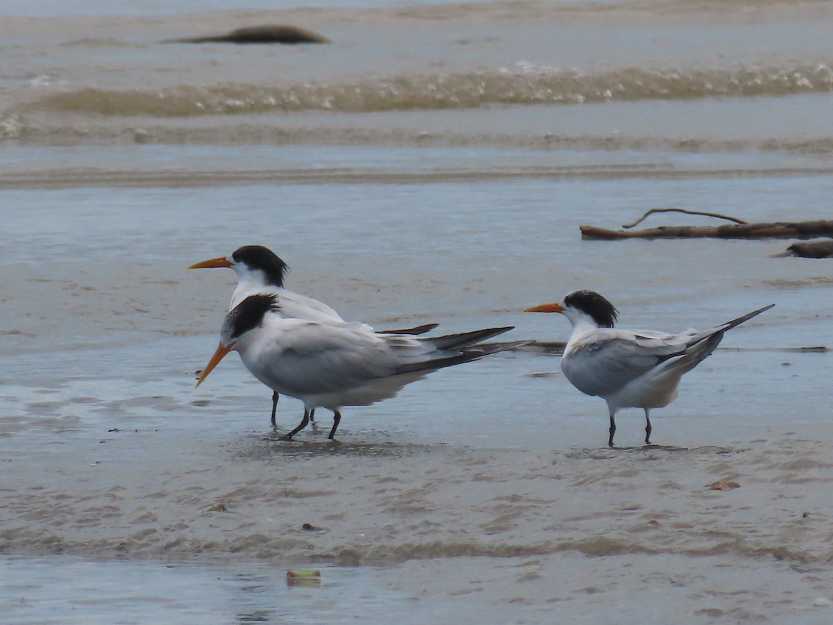 Elegant Tern - ML624541057
