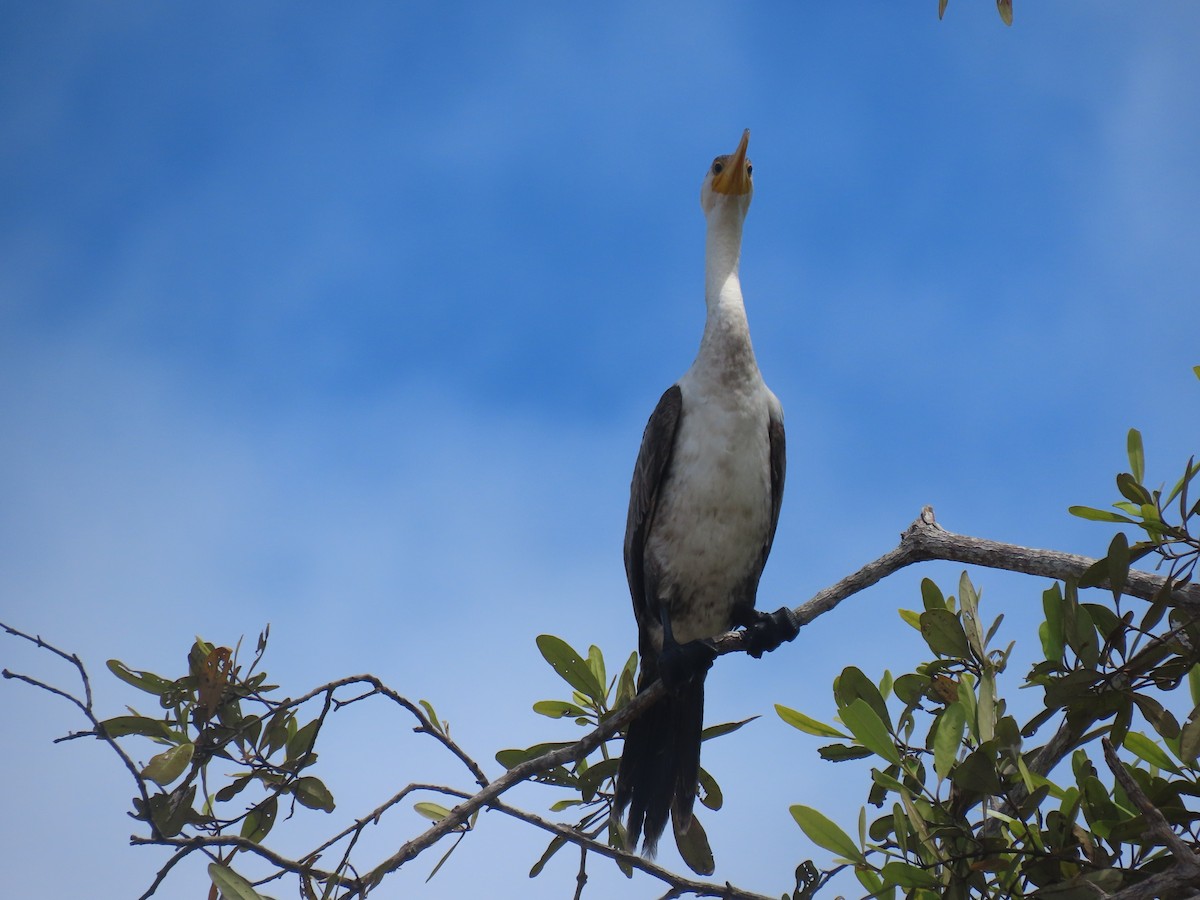 Neotropic Cormorant - ML624541076
