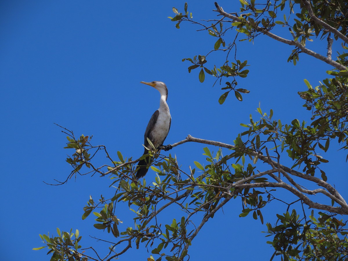 Neotropic Cormorant - ML624541077