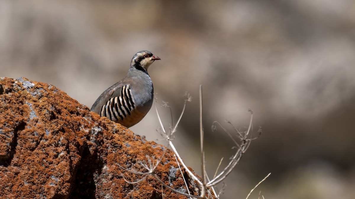 Chukar - ML624541118